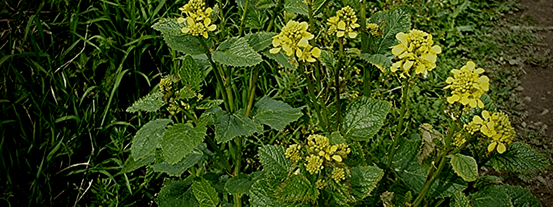 Moutarde des champs et ses fleurs jaunes, une plante sauvage comestible qu'on utilise en tant que condiment
