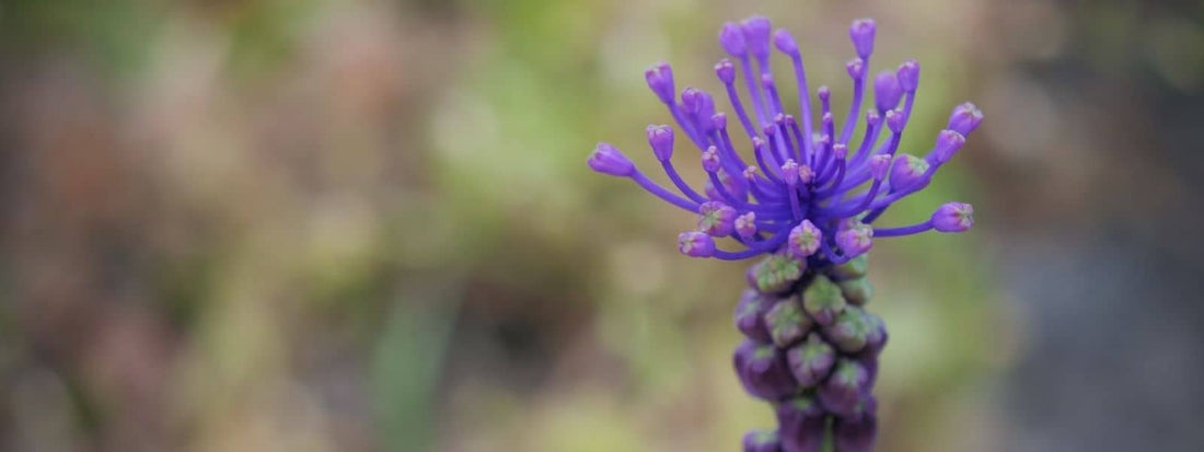 Muscari à toupet plante sauvage