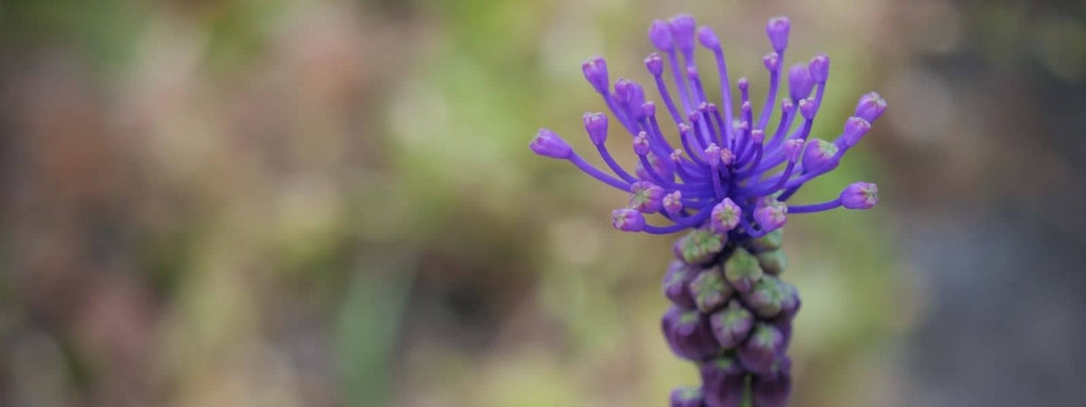 Muscari à toupet plante sauvage