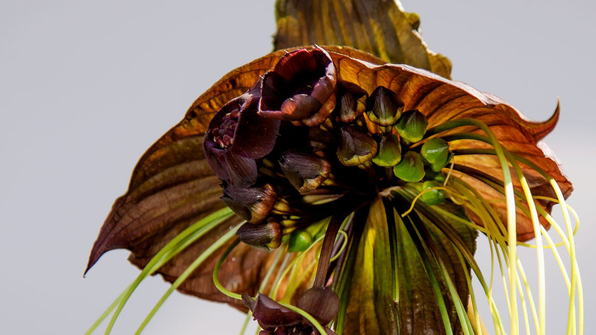 Comment faire germer une graine de Tacca chantireri facilement