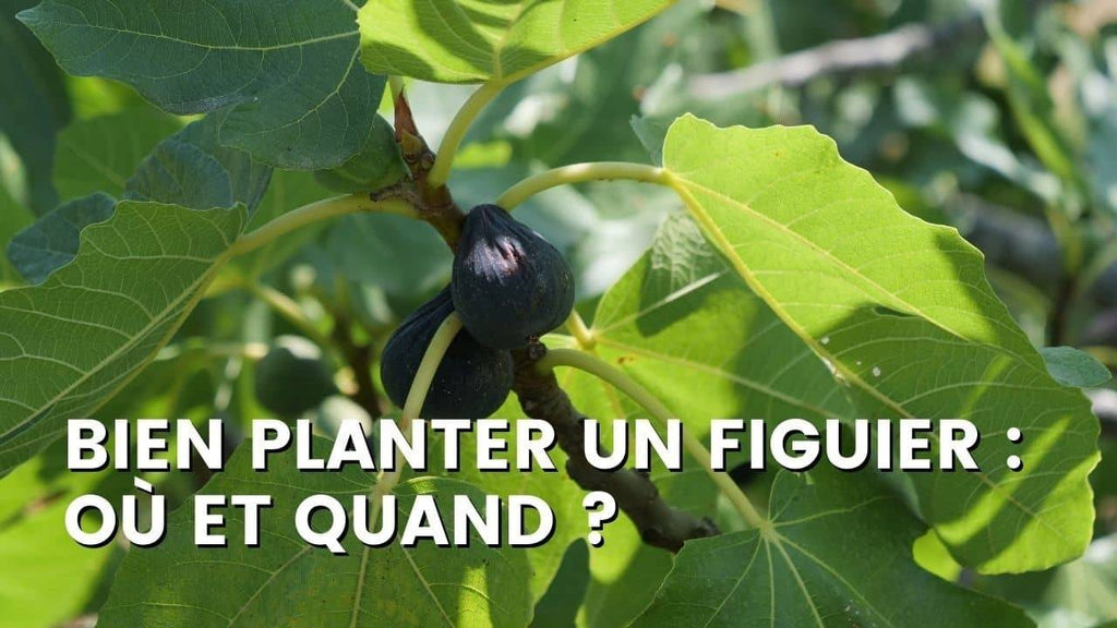 OÙ PLANTER UN FIGUIER : QUAND ET COMMENT
