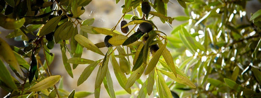Oléacées famille botanique