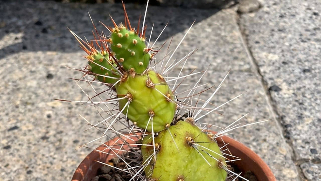 Opuntia abjecta une des espèces d'opuntia les plus rares