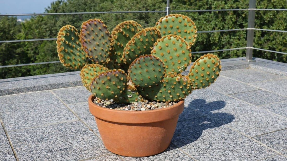 Opuntia aciculata  culture, entretien et plantation de ce cactus à raquettes 