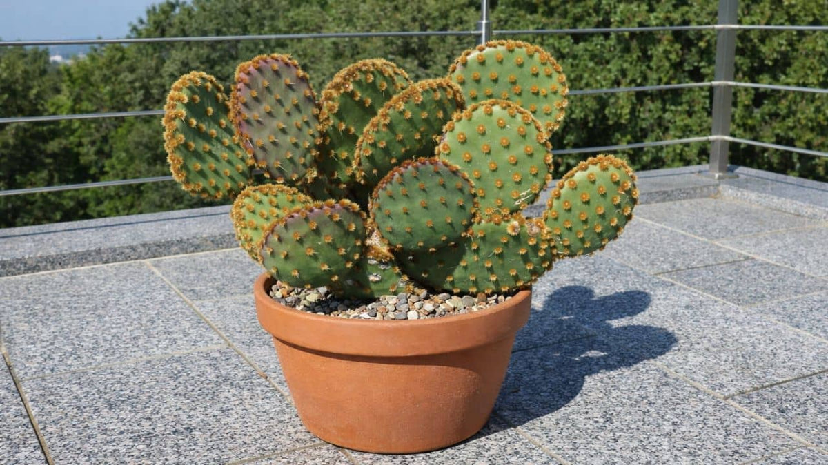 Opuntia aciculata  culture, entretien et plantation de ce cactus à raquettes 