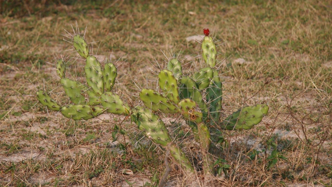 Opuntia anacantha une des différentes espèces d'Opuntia