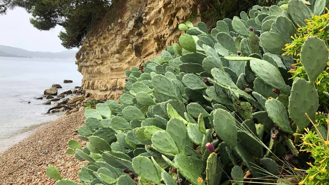 Opuntia anahuacensis un des cactus raquette rustique
