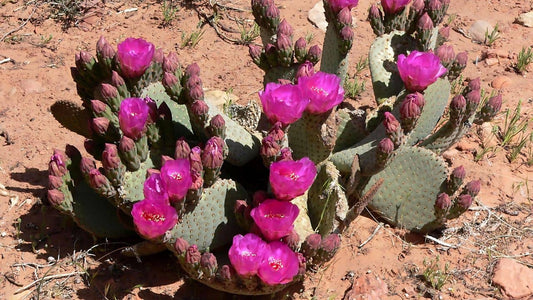 Opuntia basilaris  culture, semis et entretien du cactus beavertail une des plantes du désert du mojave