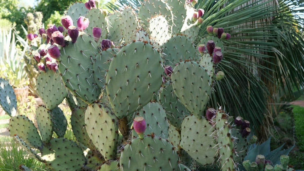 Opuntia classification guide complet des espèces du genre Opuntia comment reconnaître ces cactus