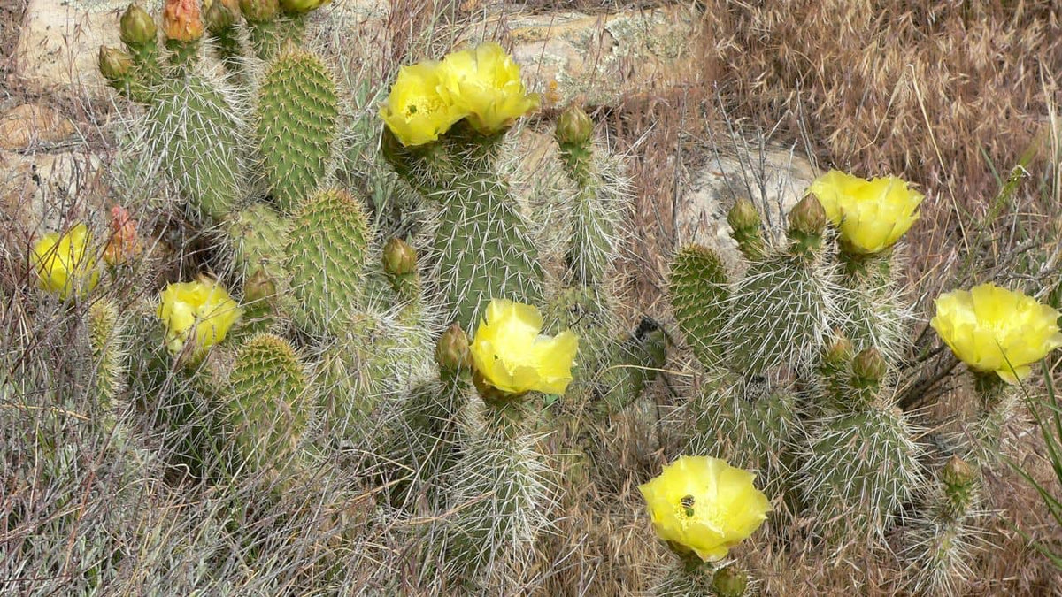 Opuntia erinacea une des différentes espèces d'Opuntia cactus raquette