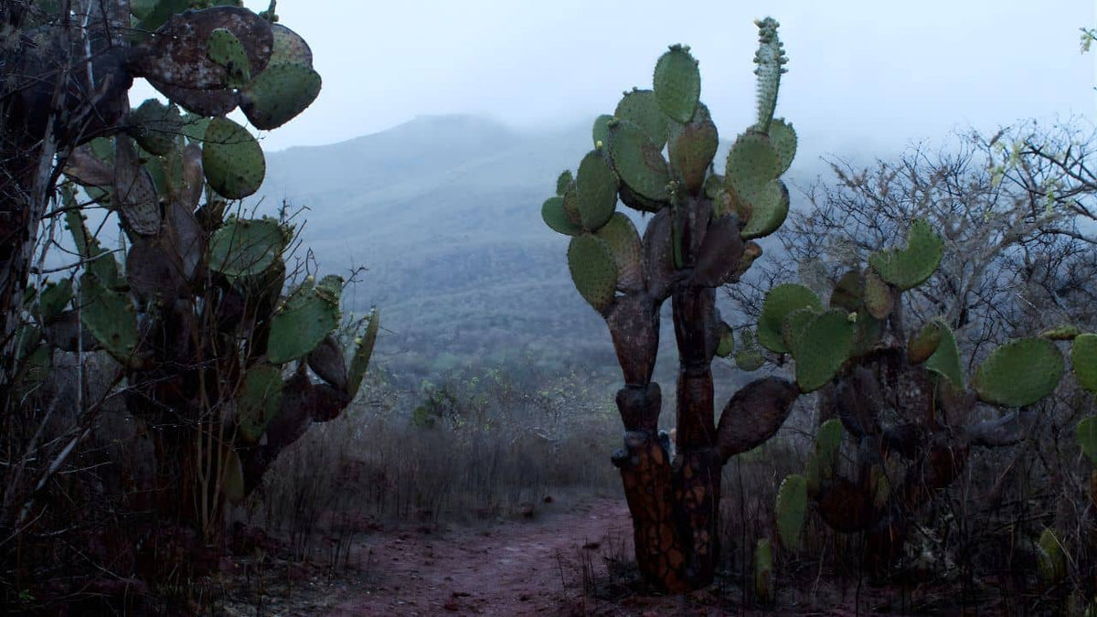 Opuntia galapageia espèce d'opuntia rare