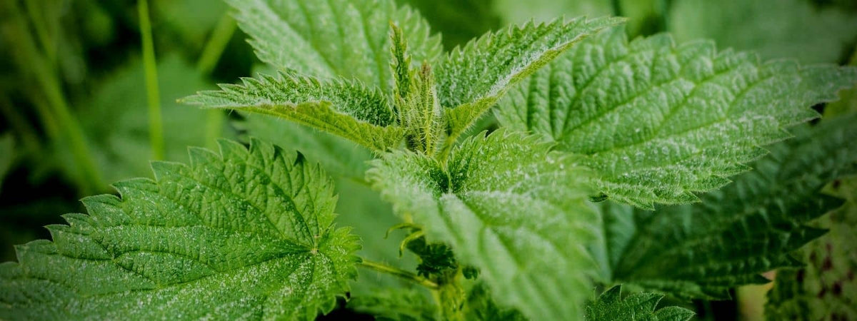 Ortie contre indication, un article pour mettre en garde des dangers de la consommation d'ortie. L'image représente une grande ortie aussi appelée ortie dioïque.
