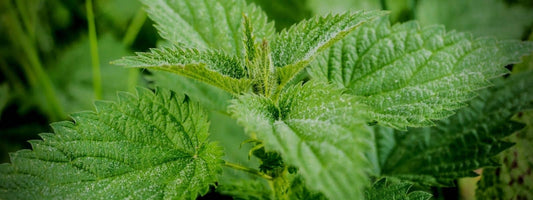 Ortie contre indication, un article pour mettre en garde des dangers de la consommation d'ortie. L'image représente une grande ortie aussi appelée ortie dioïque.