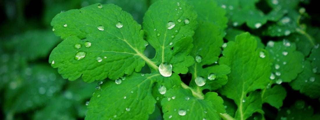 Où trouver de la Chélidoine chelidoine verrue ou en trouver