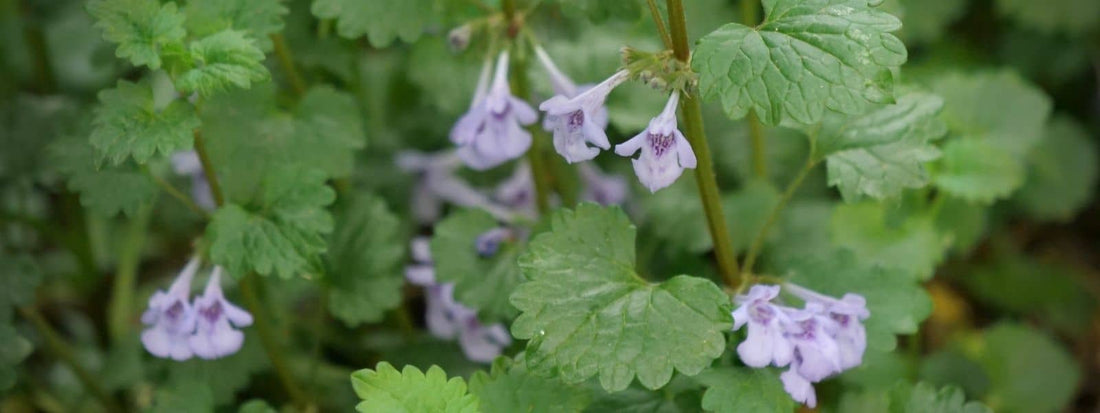 Où trouver le Lierre Terrestre plante sauvage comestible