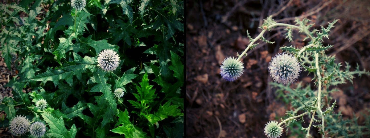 Oursin Bleu ou Oursin à Têtes Rondes Les Différences anti confusions echinops ritro vs Echinops sphaerocephalus