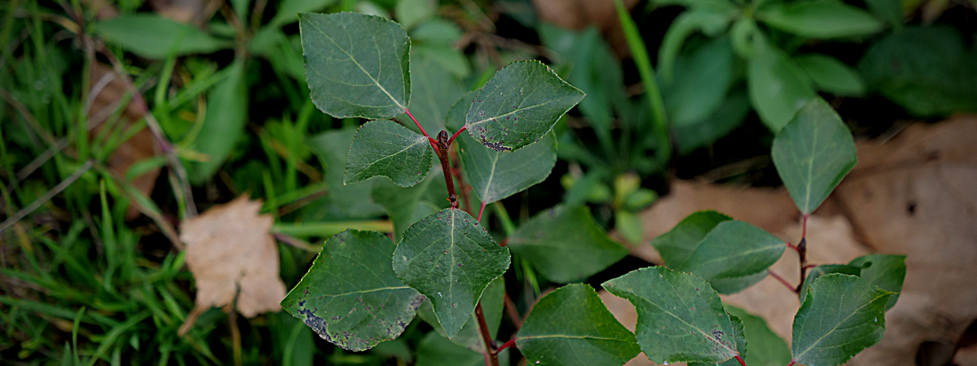 Peuplier noir, une plante sauvage comestible et médicinal avec en gros plan ses feuilles et pétioles.