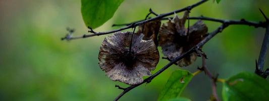 Paliurus australis Paliure Austral Paliurus spina-christi