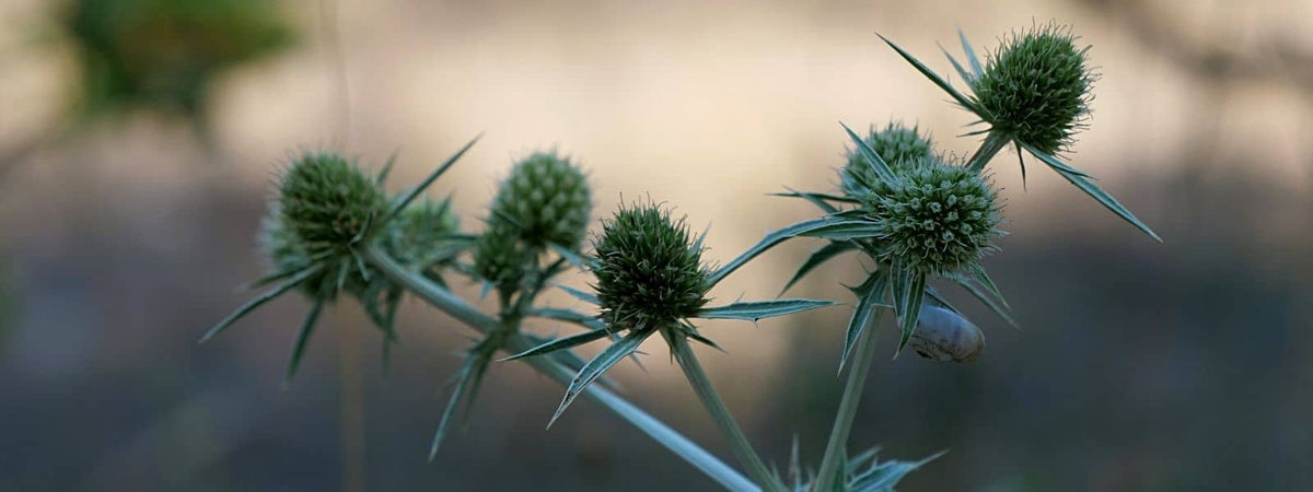 Panicaut Champêtre Eryngium campestre plante sauvage comestible de la famille des Apiacées