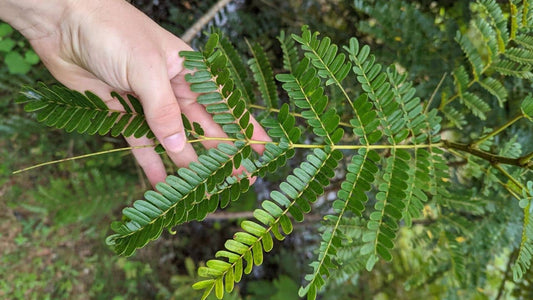 Peltophorum dasyrrhachis flamboyant jaune espèce rare