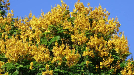 Peltophorum dubium flamboyant jaune