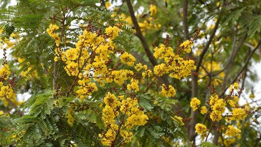 toutes les espèces du genre Peltophorum