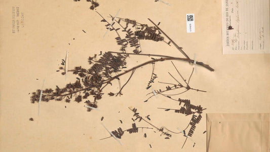 🌳 Peltophorum vogelianum un arbre tropical ornemental spectaculaire une des différentes espèces de Peltophore