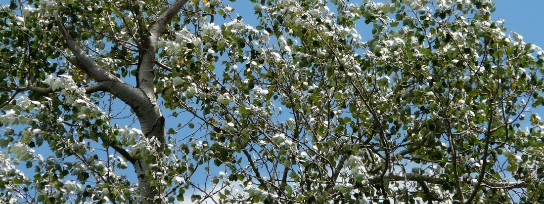 Peuplier blanc Populus alba