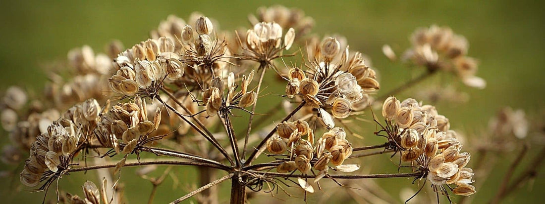 Peut on consommer les fruits de Berce. Comestibles ou pas