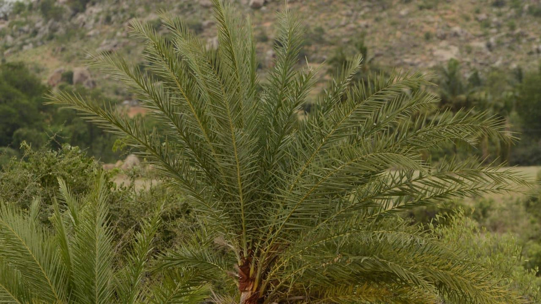 Phoenix sylvestris dattier indien dattier sauvage 