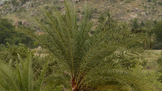Phoenix sylvestris dattier indien dattier sauvage 