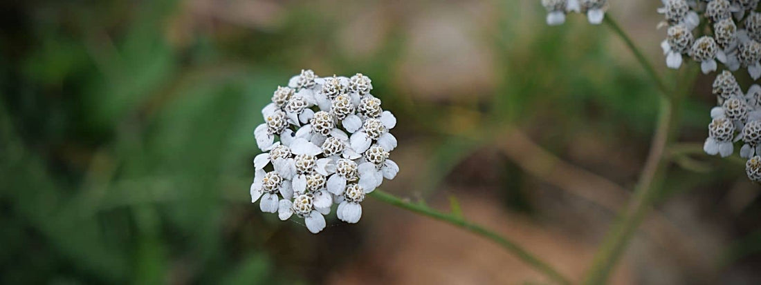 Photo d'Achillée millefeuille pendant sa période de floraison