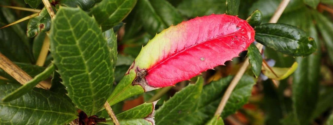 Photo d'Épine-vinette de Juliana Berberis julianae
