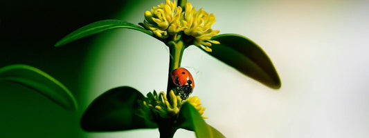 Buis commun en fleurs