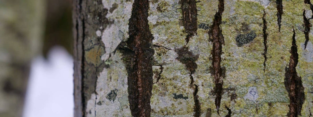 Photo de Châtaignier avec détail de l'écorce