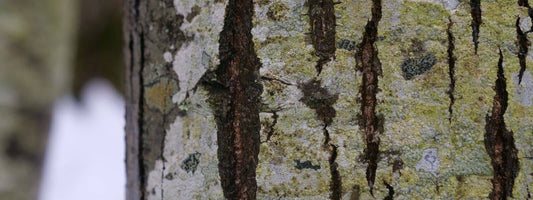 Photo de Châtaignier avec détail de l'écorce