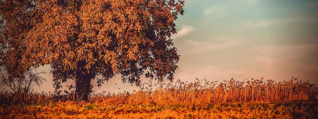 Photo de Noyer commun avec soleil d'automne