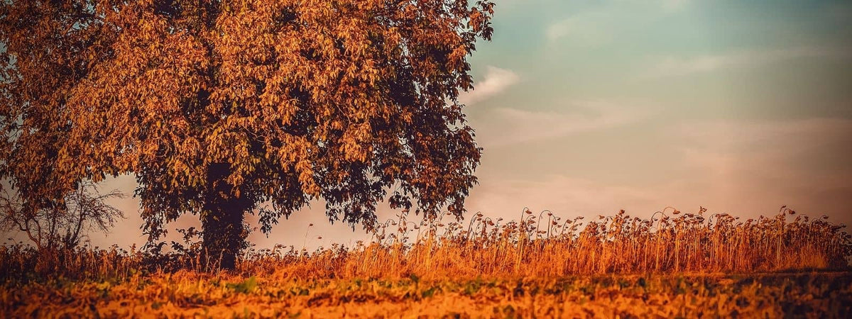 Photo de Noyer commun avec soleil d'automne