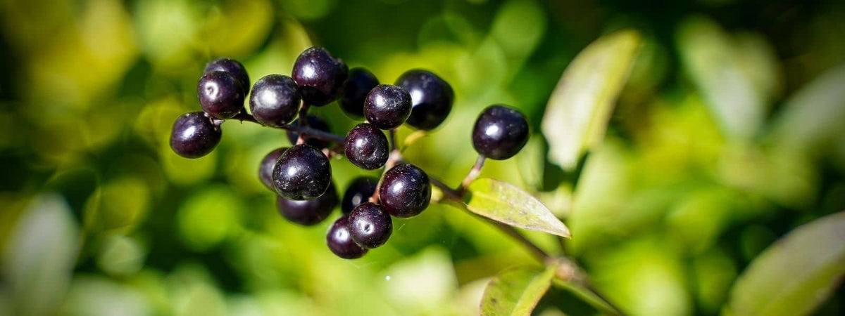 Photo de Troène commun Ligustrum vulgare
