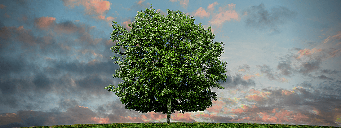 Photo montrant un houppier vert d'un arbre solitaire. Les houppiers peuvent être aussi bien étalés que rond ou en colonne. ici le houppier est arrondi