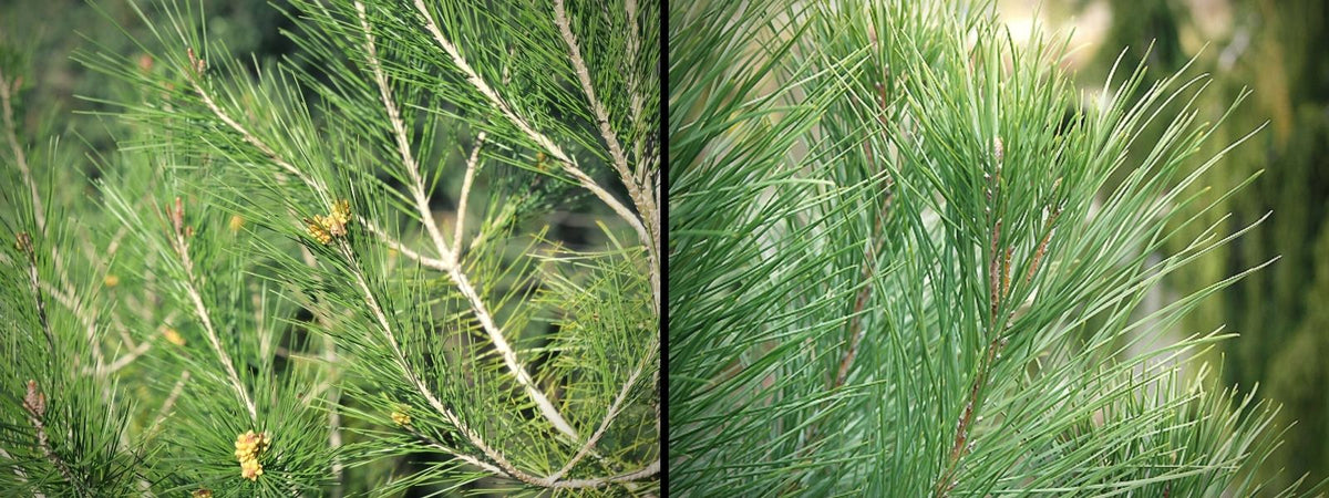 Pin d'Alep ou Pin Parasol quelles différences pour éviter les confusions
