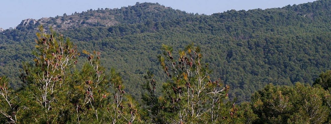 Pin d'Alep pinus halepensis conifère de provence