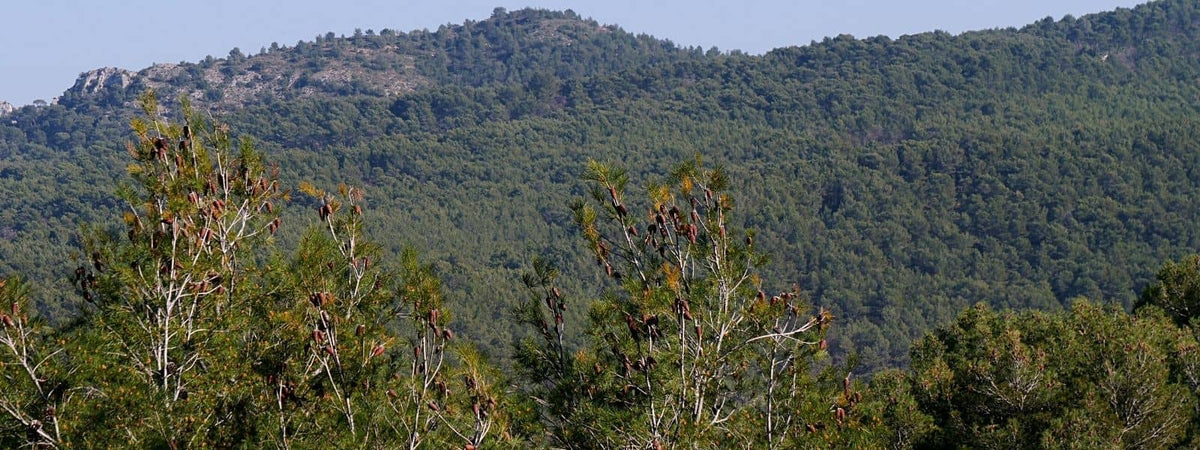 Pin d'Alep pinus halepensis conifère de provence