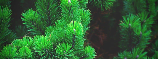 Pinacées Pinaceae. Photo d'aiguilles et bourgeons de pin