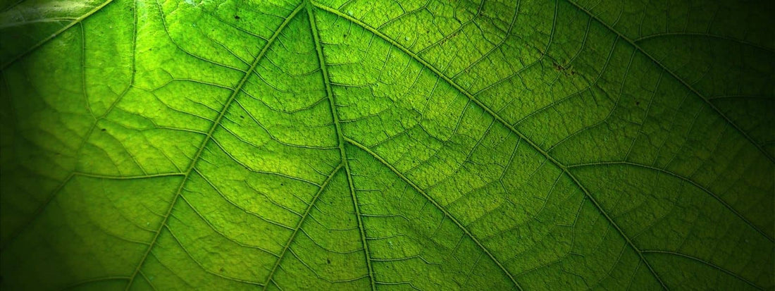 Plante sauvage à grandes feuilles vertes