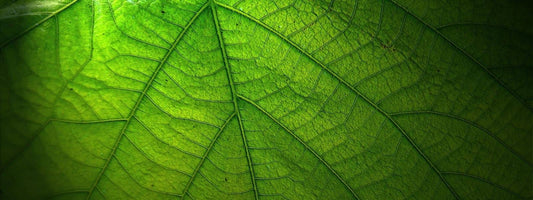 Plante sauvage à grandes feuilles vertes