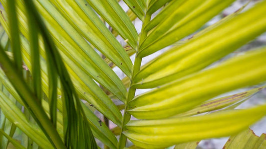 Pourquoi les feuilles de mon palmier jaunissent et comment le soigner de cette maladie