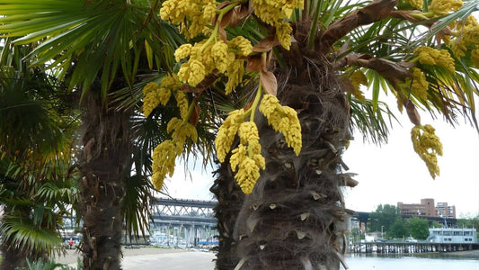 Pourquoi mon palmier fait des fleurs  Est-ce normal faut il les tailler