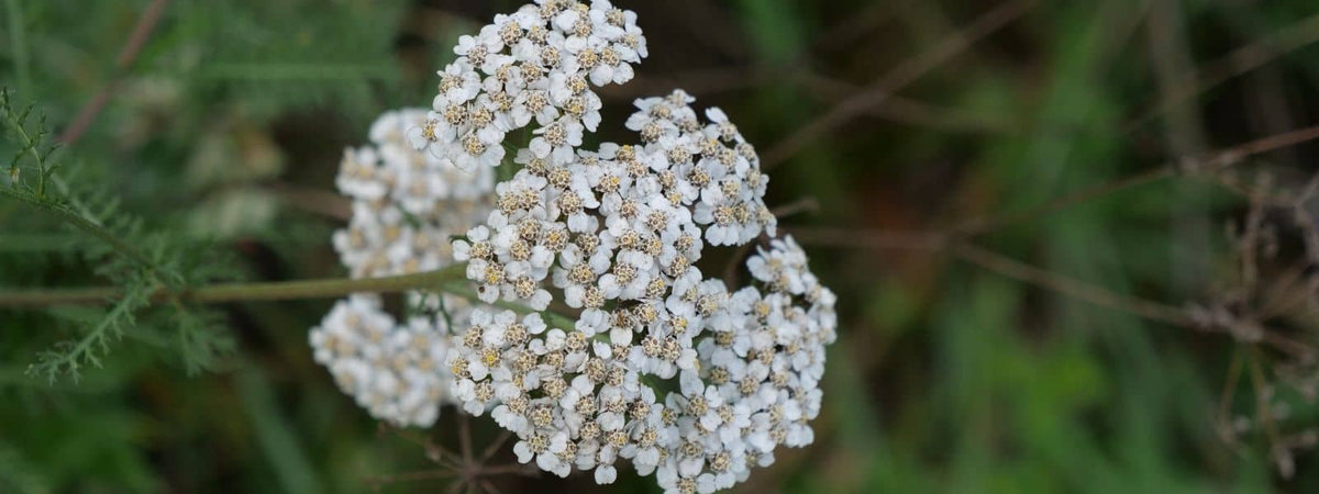 Propriétés de l'Achillée Millefeuille Contre les Règles Douloureuses