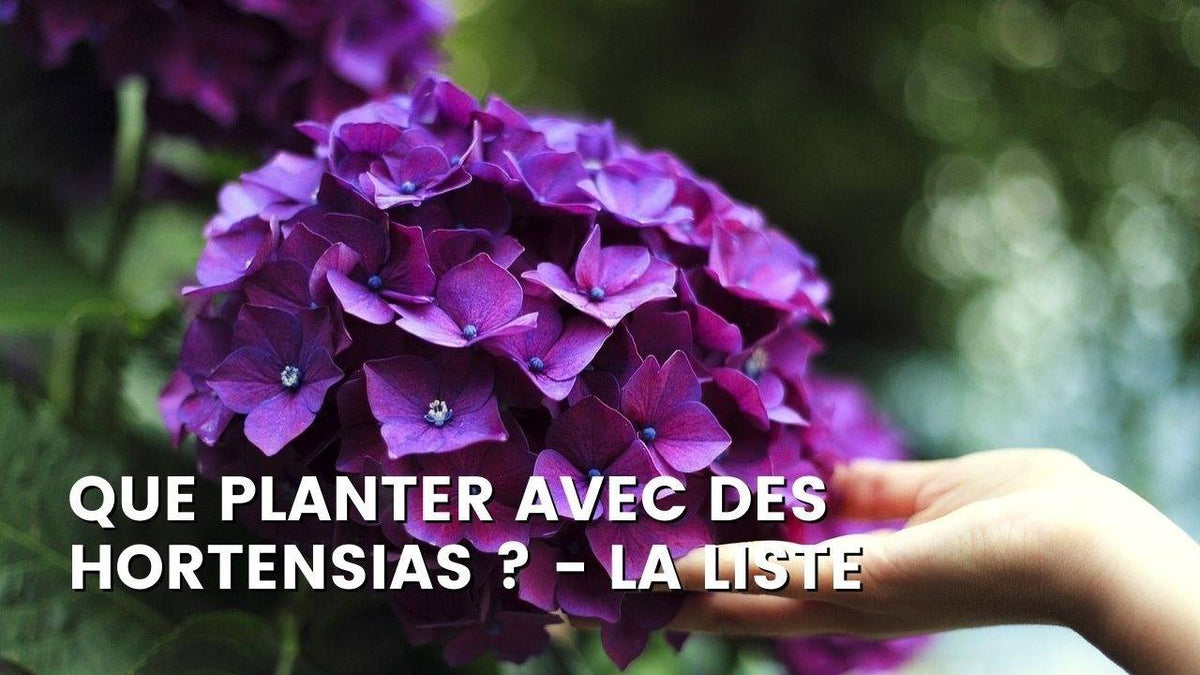 QUE PLANTER AVEC DES HORTENSIAS ?